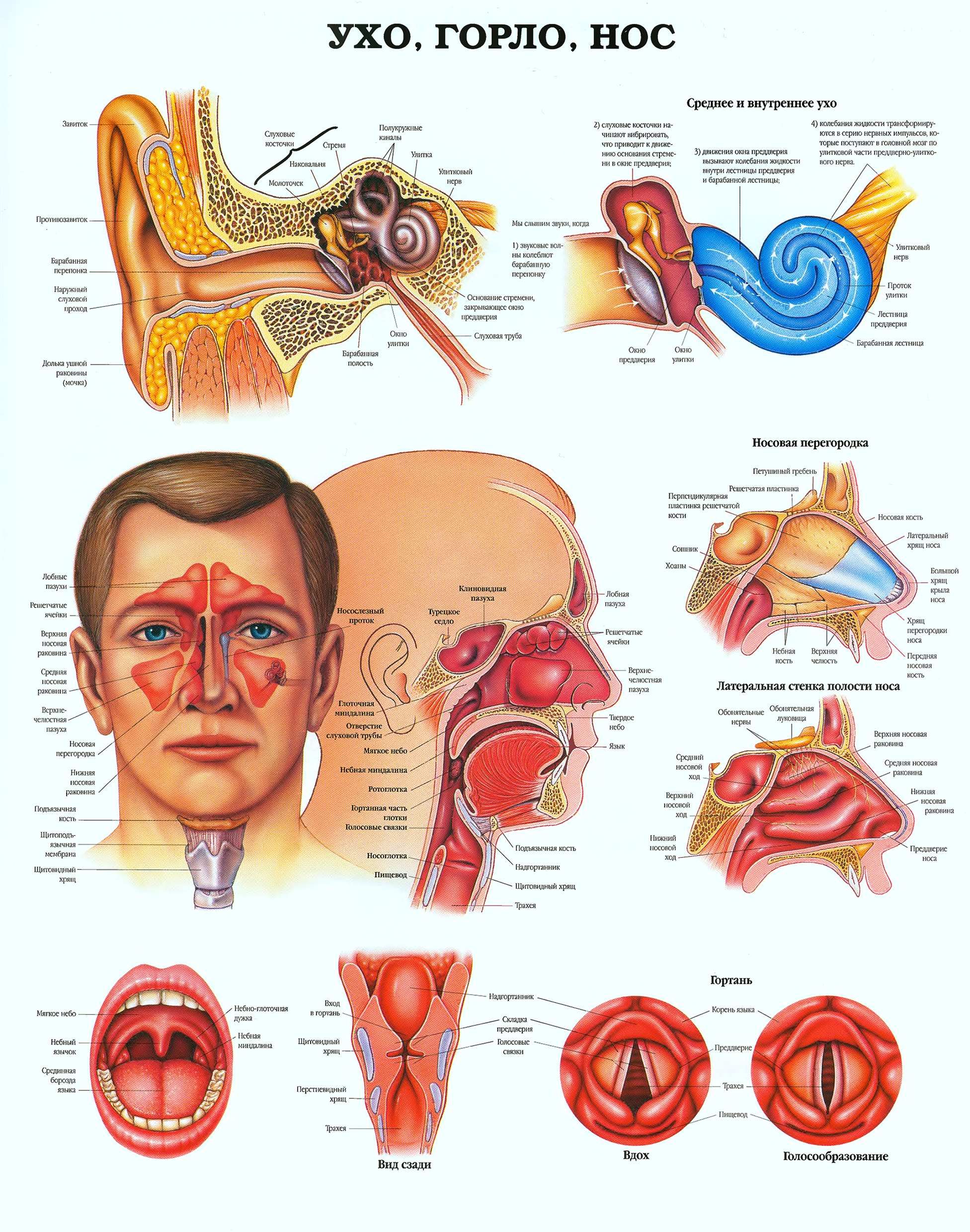 Как устроены ухо горло нос фото Описание для "Оториноларингология (31.05.02 - Педиатрия, 4 курс, Б1.Б.31)" ЭОС Т
